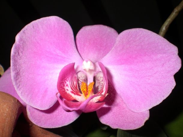 Le orchidee sono le piante più furbe