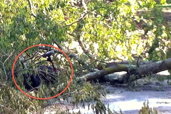 Quello che è rimasto del passeggino di Alice sotto il ramo killer