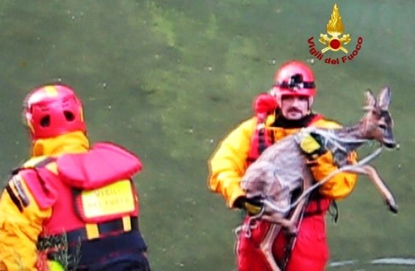 Il salvataggio del capriolo da parte dei Vigili del Fuoco