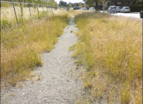 La pista ciclabile invasa dalle erbacce
