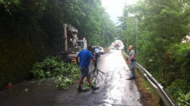 Maltempo cadono alberi e piante in Toscana