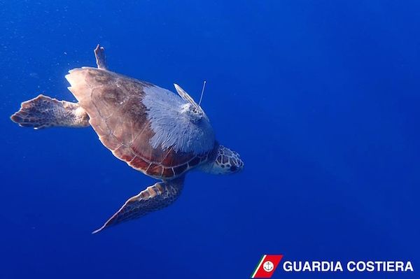 Tartaruga marina 600x400