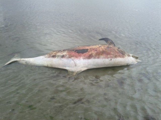 Il delfino spiaggiato a Calambrone