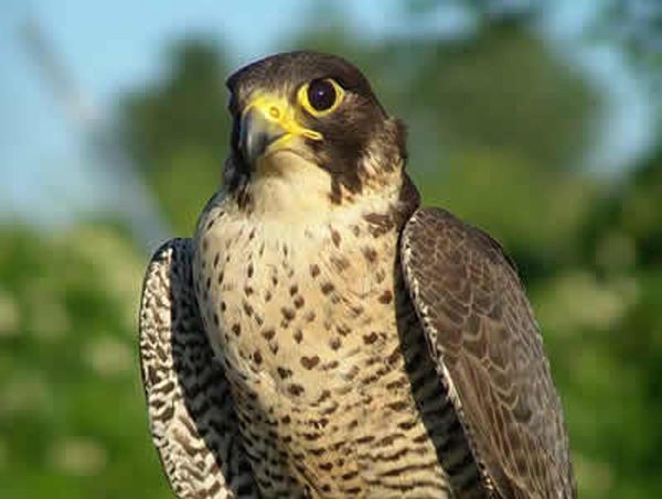 Falco pellegrino