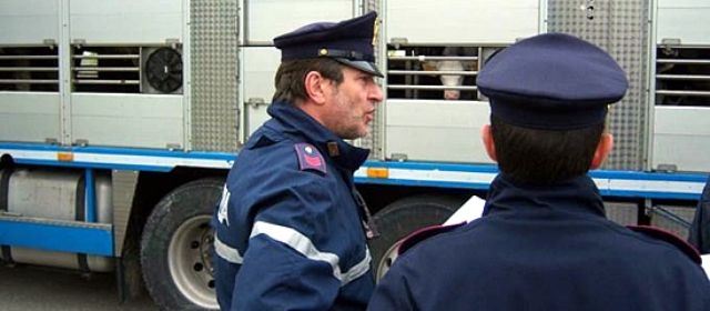 I controlli della Polstrada sul trasporto di animali