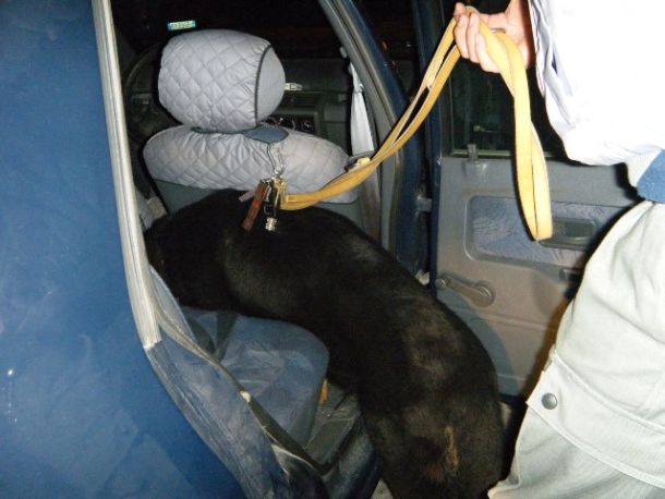 Controlli antidroga della Gdf con l'unità cinofiila