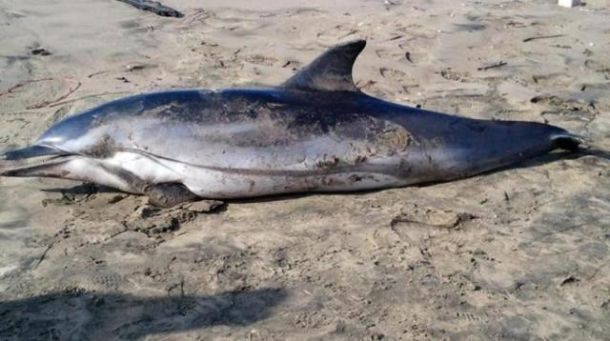 Delfino morto spiaggiato sulle coste tirreniche