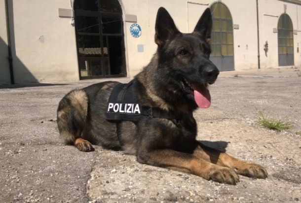 Amper, cane poliziotto antidroga