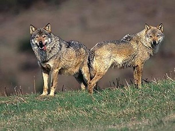 I lupi decimano i greggi maremmani