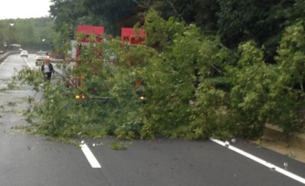 Maltempo, alberi caduti sulle strade