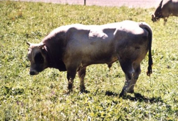 Travolto da un toro mentre lavora nell'aretino