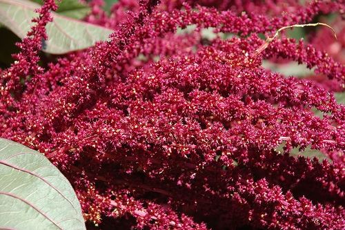 L'amaranto, il cibo del futuro