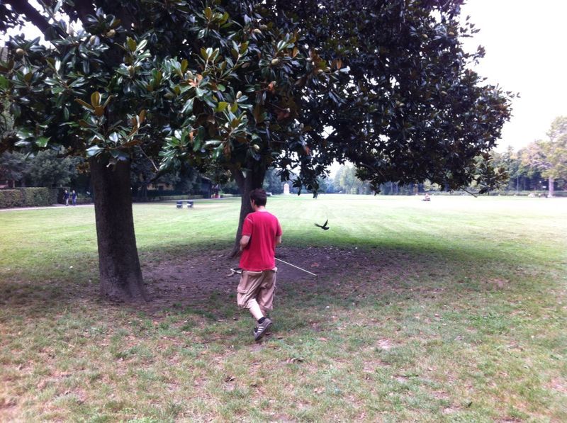 Parco delle Cascine Avvio attività messa in sicurezza piante