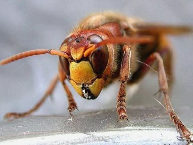 Un calabrone simile a quello che ha punto il giardiniere 37enne fiorentino