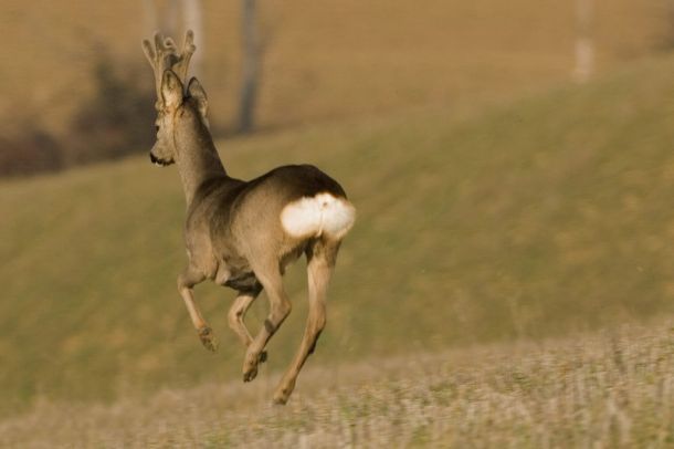 Un capriolo in libertà sulle colline (foto F. Cianchi)