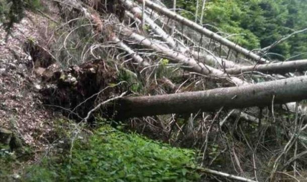 Alberi caduti in Toscana a causa del maltempo