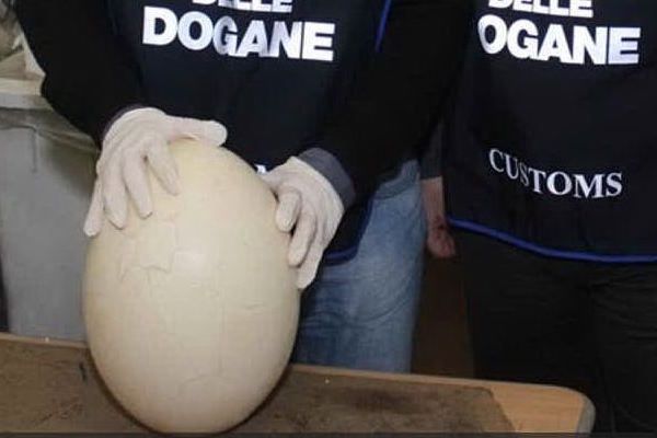 L'uovo preistorico sequestrato all'aeroporto di Orio al Serio