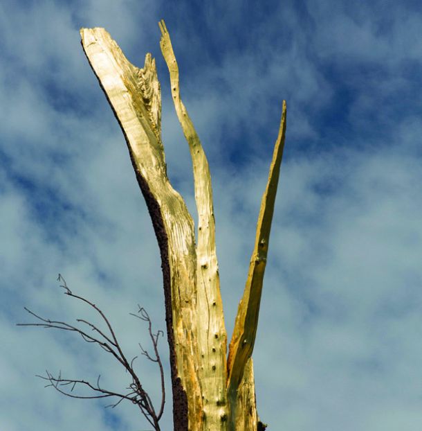 Giuseppe Penone, Albero folgorato, 2012
