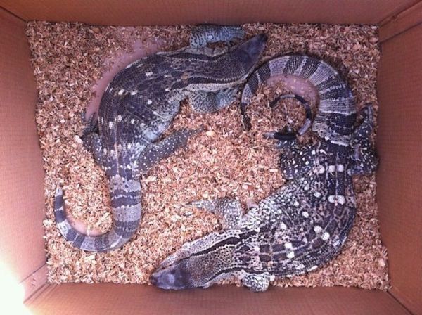 I due rettili abbandonati stamani alle Cascine