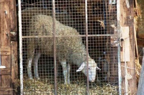 Blitz animalista contro la macellazione