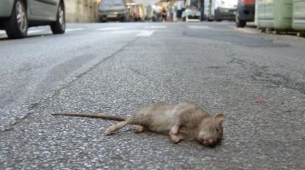 Topolino morto in un asilo di Pisa