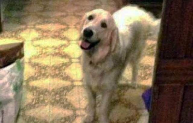 Fontanella per cani a Livorno