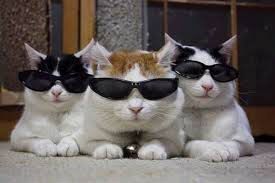 gatti con gli occhiali