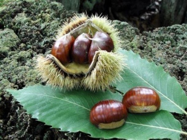 La Castagna del Monte Amiata, tra i prodotti Dop e Igp toscani