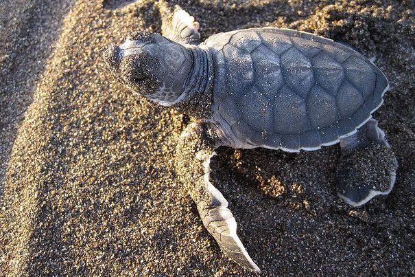 Nascita delle tre tartarughe marine caretta caretta, Grosseto