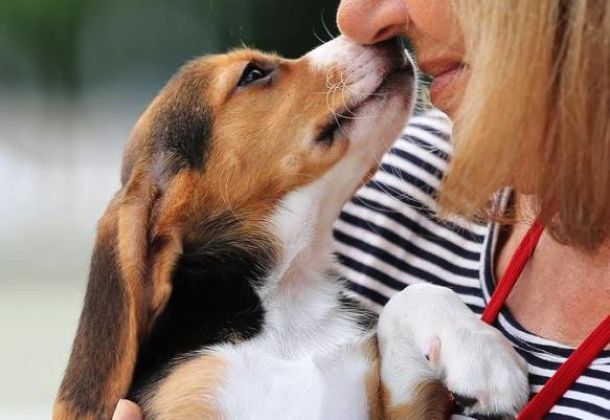 Il 17 luglio ai giardini della Fortezza la sfilata di 14 cani