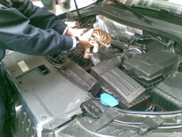 Il gattino incastrato nell'auto