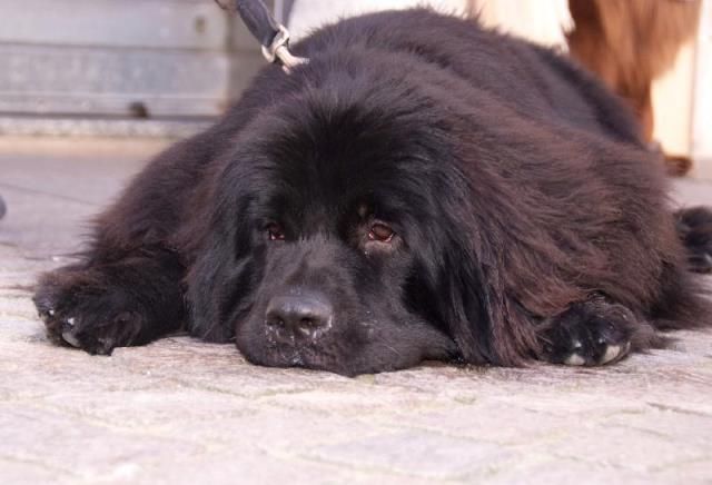 Sconto sulla Tares a chi adotta un cane