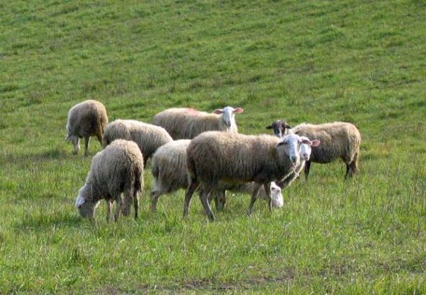 Pecore al pascolo in Versilia