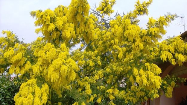 Albero di mimosa