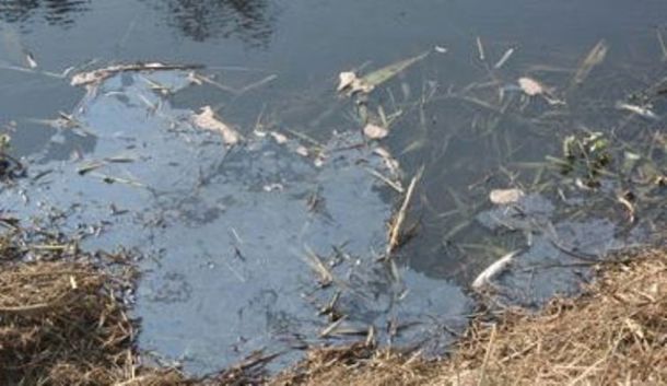 Moria di pesci nel canale della zona industriale a Scarlino