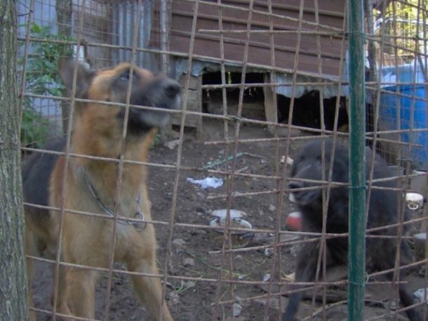 Storia da libro cuore per due cani a Pistoia