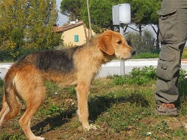 La maggior parte dei 72 cani custoditi nel canile di Pratolino sono stati restituiti ai proprietari