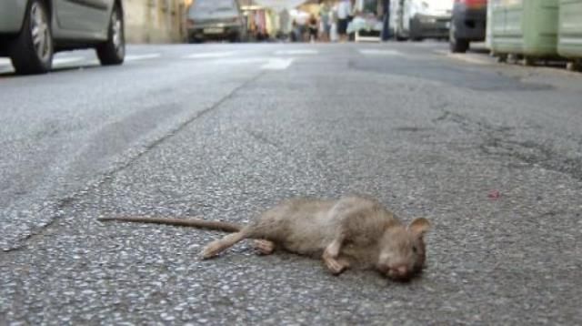 Topolino morto in un asilo di Pisa