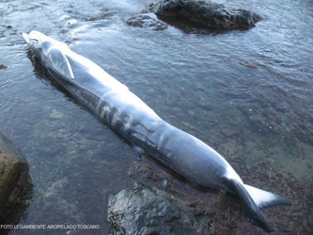 Cucciolo di balenottera spiaggiato e morto all'Elba