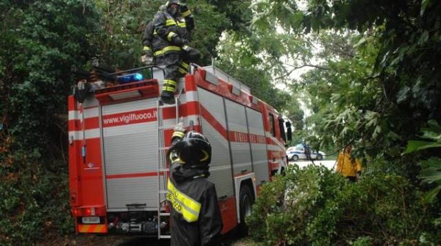 Alberi pericolanti a Pisa, intervento dei vigili del fuoco