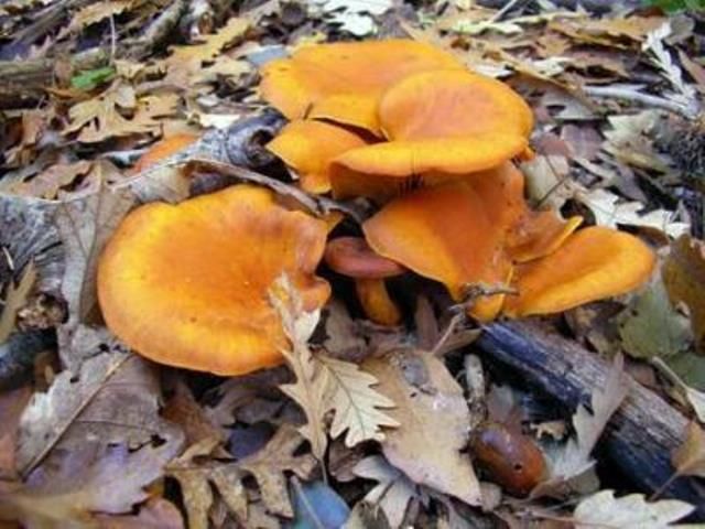 Attenzione ai funghi velenosi, intossicazioni a ripetizione nel grossetano