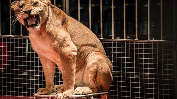 Gli animalisti dicono no ai circhi che impiegano animali