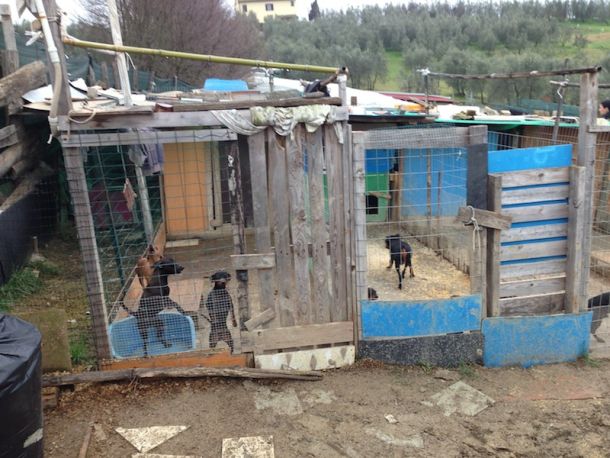 L'allevamento abusivo scoperto nell'empolese
