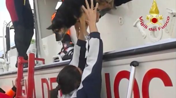 Un cane salvato dai Vigili del Fuoco