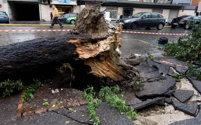 Il forte vento in Toscana ha sradicato e abbattuto numerosi alberi
