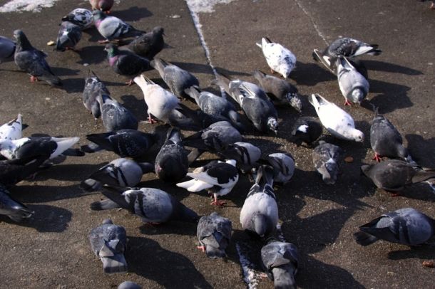 Piccioni in una piazza cittadina