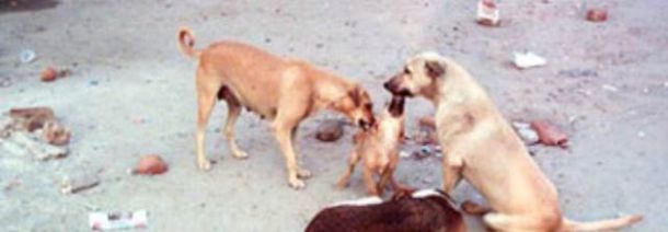 Cani randagi, progetto all'avanguardia