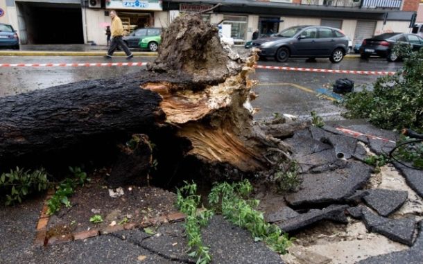 Il forte vento in Toscana ha sradicato e abbattuto numerosi alberi