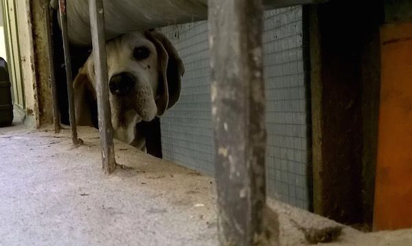 Il cane incastrato nel cunicolo è stato salvato dai pompieri (Foto Vigili del Fuoco)