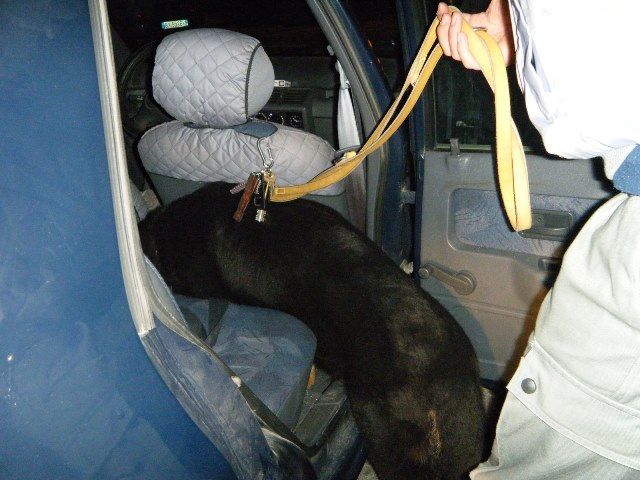 Controlli antidroga della Gdf con l'unità cinofiila